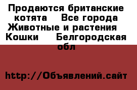 Продаются британские котята  - Все города Животные и растения » Кошки   . Белгородская обл.